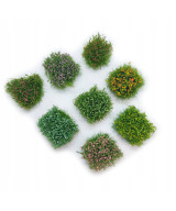 Kępki trawy, krzaczki, trawa, kwiatki, zestaw 8 sztuk