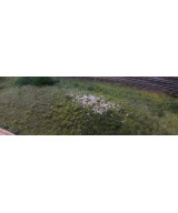 Posypka, kwiatki, krzaczki - różowy jasny